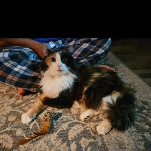 Rememberance Of Our Beautiful Kinsley